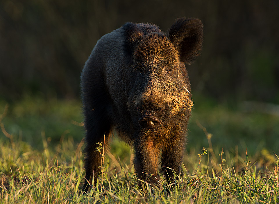 Wild Boar